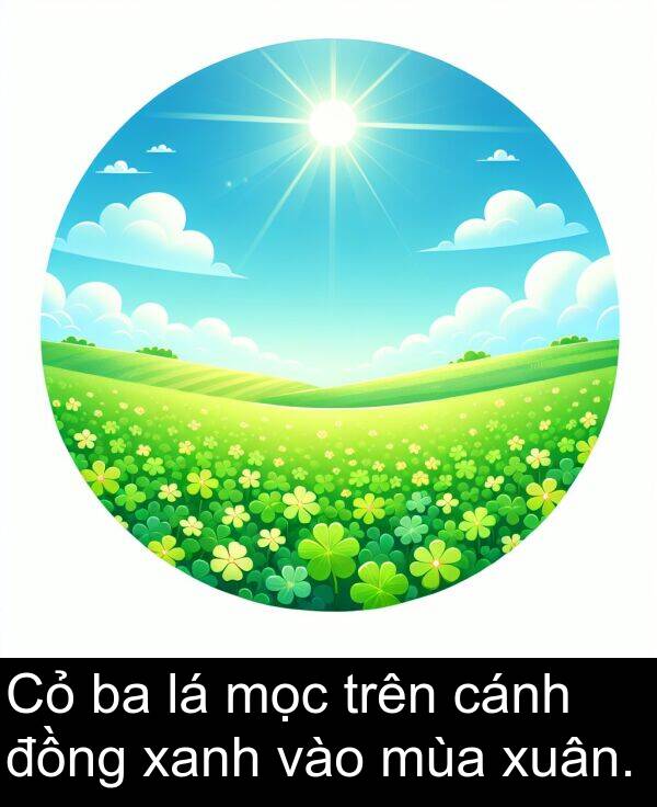 mọc: Cỏ ba lá mọc trên cánh đồng xanh vào mùa xuân.