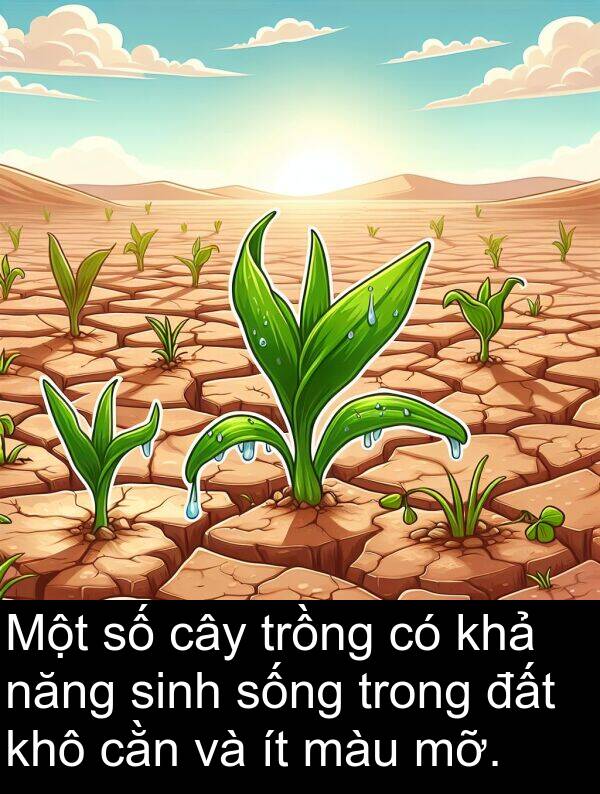 cằn: Một số cây trồng có khả năng sinh sống trong đất khô cằn và ít màu mỡ.