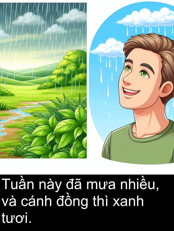nhiều: Tuần này đã mưa nhiều, và cánh đồng thì xanh tươi.