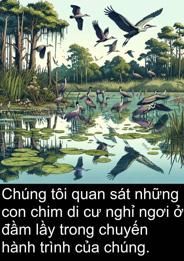 đầm: Chúng tôi quan sát những con chim di cư nghỉ ngơi ở đầm lầy trong chuyến hành trình của chúng.