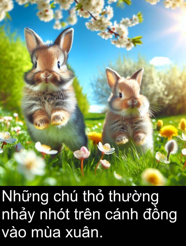 thỏ: Những chú thỏ thường nhảy nhót trên cánh đồng vào mùa xuân.