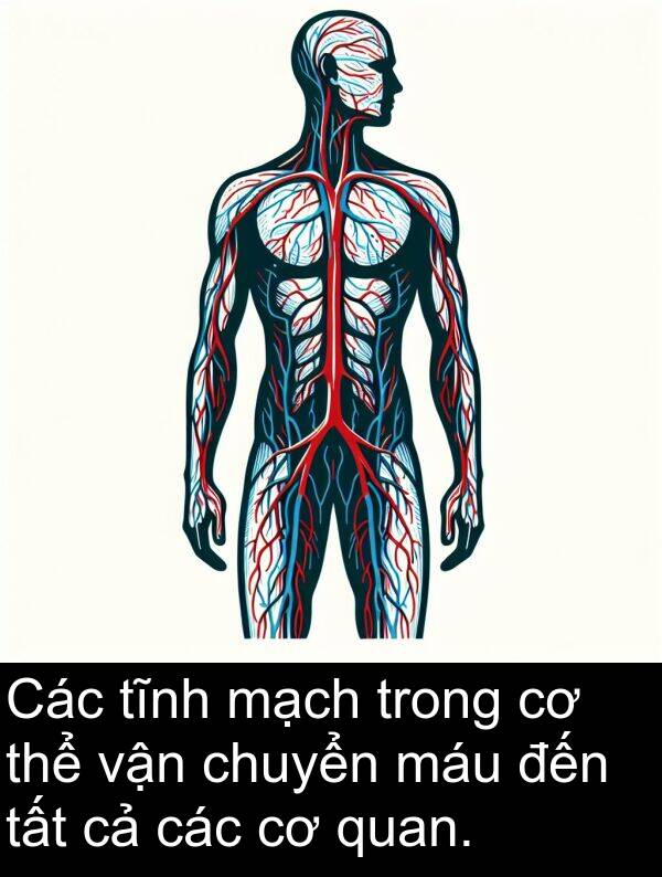 chuyển: Các tĩnh mạch trong cơ thể vận chuyển máu đến tất cả các cơ quan.