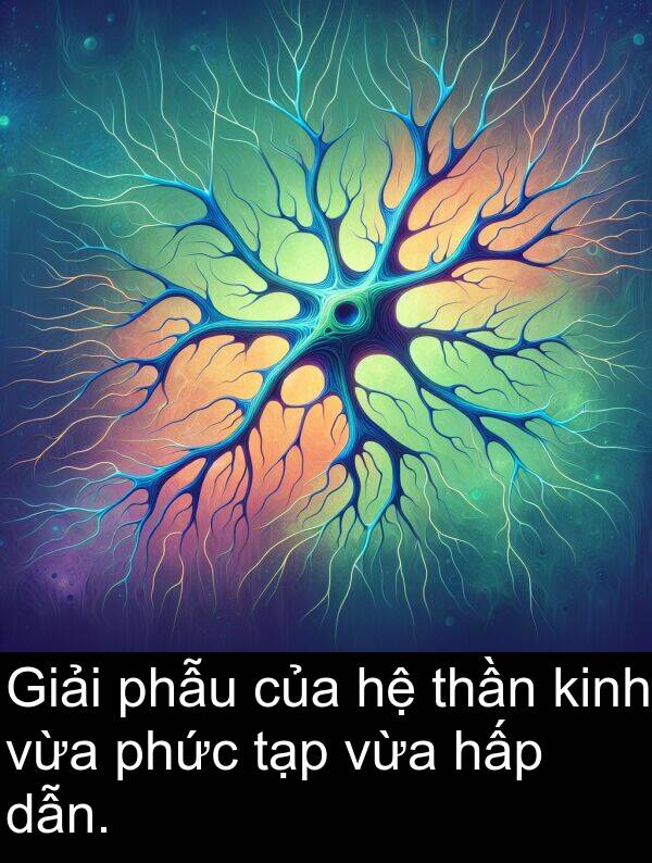dẫn: Giải phẫu của hệ thần kinh vừa phức tạp vừa hấp dẫn.