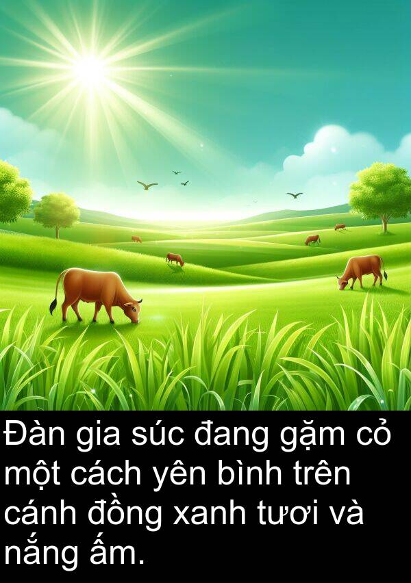 gặm: Đàn gia súc đang gặm cỏ một cách yên bình trên cánh đồng xanh tươi và nắng ấm.