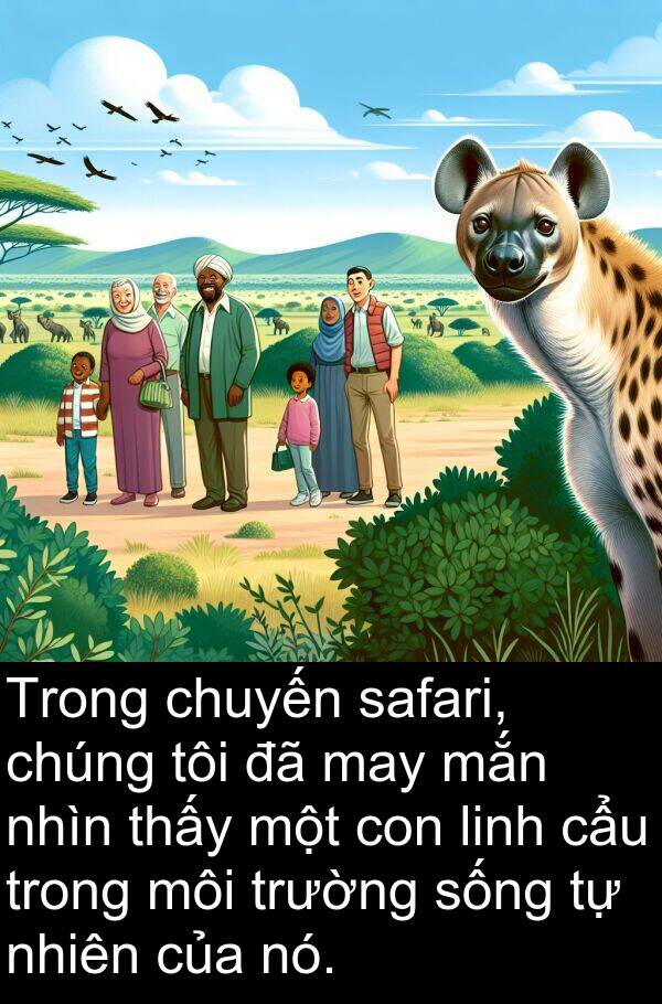 linh: Trong chuyến safari, chúng tôi đã may mắn nhìn thấy một con linh cẩu trong môi trường sống tự nhiên của nó.