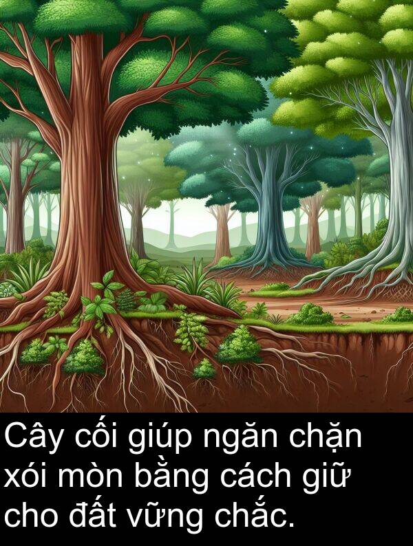 chắc: Cây cối giúp ngăn chặn xói mòn bằng cách giữ cho đất vững chắc.