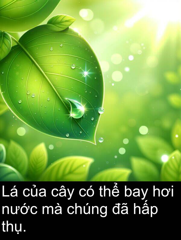 thụ: Lá của cây có thể bay hơi nước mà chúng đã hấp thụ.