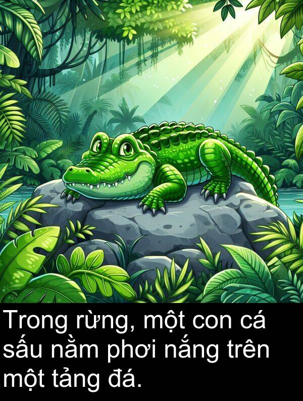 đá: Trong rừng, một con cá sấu nằm phơi nắng trên một tảng đá.