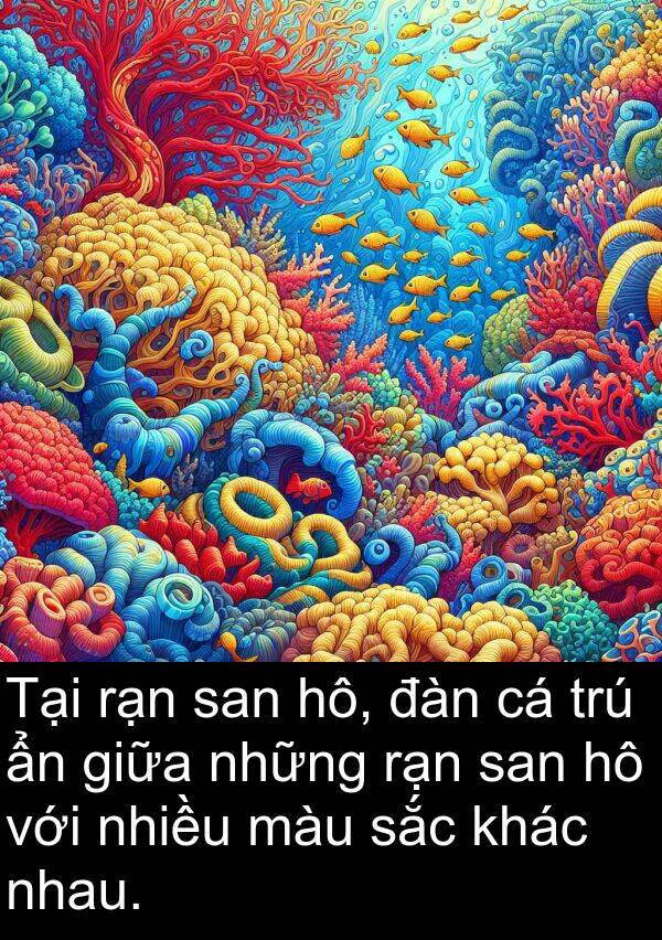 đàn: Tại rạn san hô, đàn cá trú ẩn giữa những rạn san hô với nhiều màu sắc khác nhau.