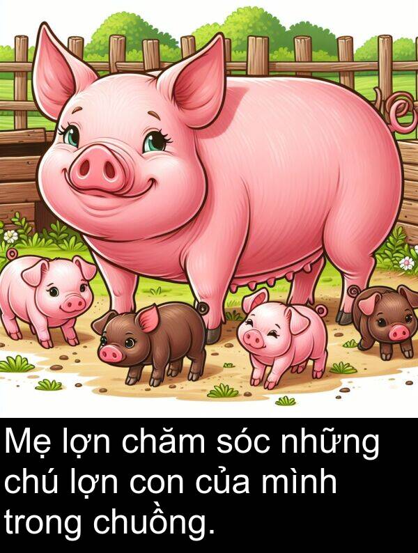lợn: Mẹ lợn chăm sóc những chú lợn con của mình trong chuồng.