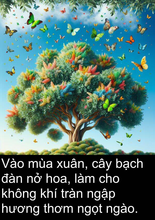 đàn: Vào mùa xuân, cây bạch đàn nở hoa, làm cho không khí tràn ngập hương thơm ngọt ngào.