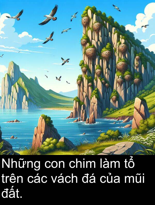 đất: Những con chim làm tổ trên các vách đá của mũi đất.