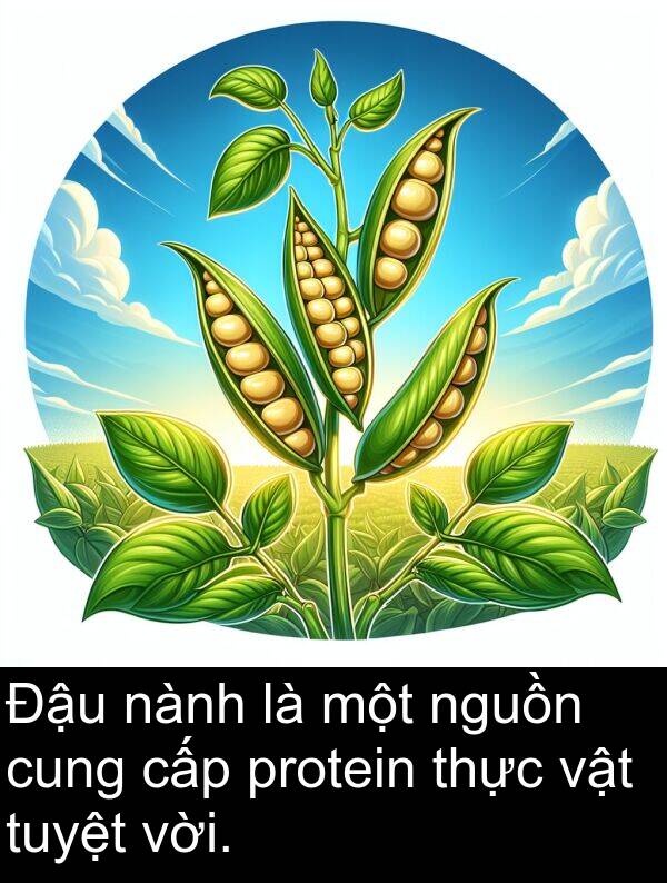 cấp: Đậu nành là một nguồn cung cấp protein thực vật tuyệt vời.