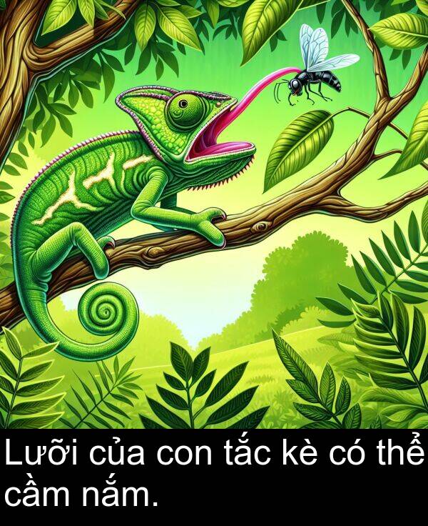 nắm: Lưỡi của con tắc kè có thể cầm nắm.