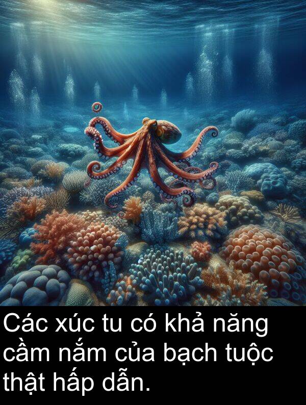 tuộc: Các xúc tu có khả năng cầm nắm của bạch tuộc thật hấp dẫn.
