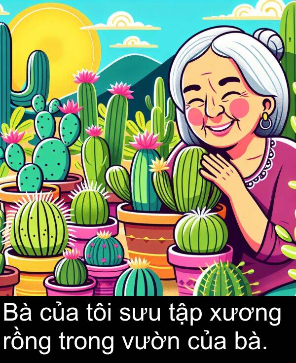 sưu: Bà của tôi sưu tập xương rồng trong vườn của bà.
