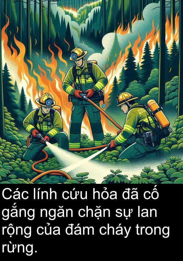 đám: Các lính cứu hỏa đã cố gắng ngăn chặn sự lan rộng của đám cháy trong rừng.