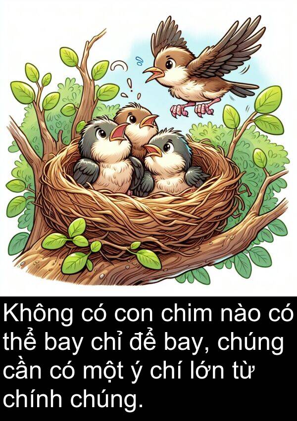 chí: Không có con chim nào có thể bay chỉ để bay, chúng cần có một ý chí lớn từ chính chúng.