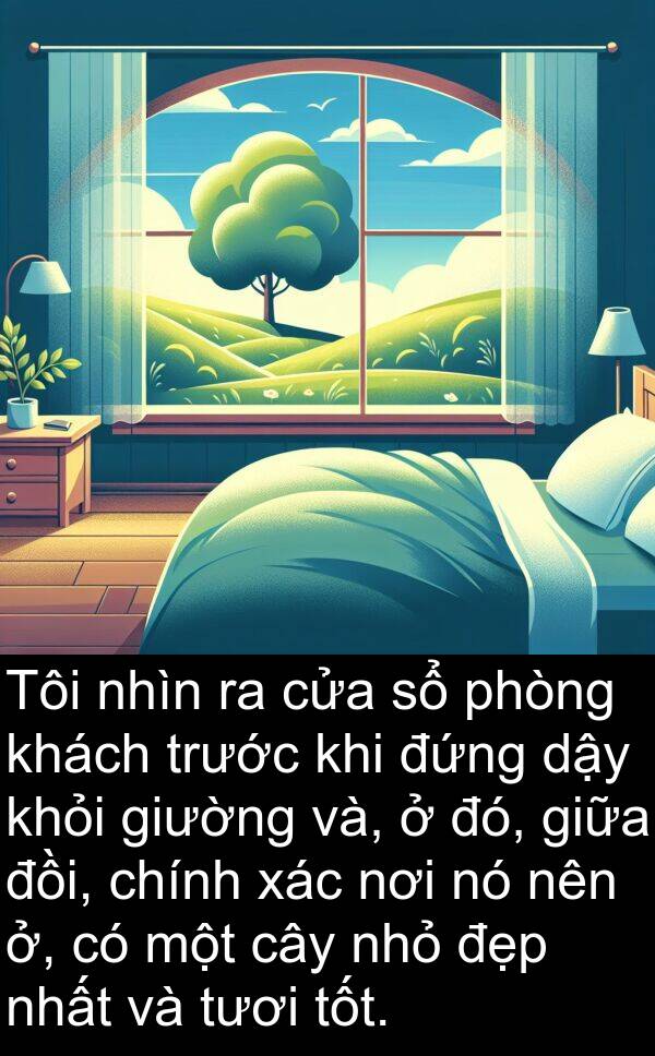 đứng: Tôi nhìn ra cửa sổ phòng khách trước khi đứng dậy khỏi giường và, ở đó, giữa đồi, chính xác nơi nó nên ở, có một cây nhỏ đẹp nhất và tươi tốt.