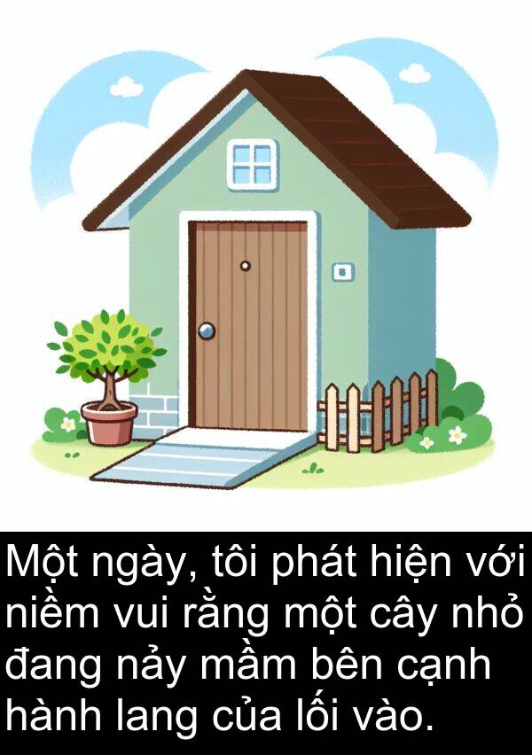 niềm: Một ngày, tôi phát hiện với niềm vui rằng một cây nhỏ đang nảy mầm bên cạnh hành lang của lối vào.