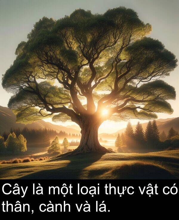 lá: Cây là một loại thực vật có thân, cành và lá.