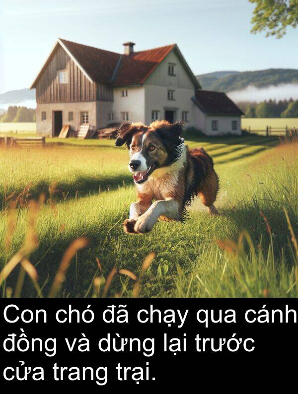 cửa: Con chó đã chạy qua cánh đồng và dừng lại trước cửa trang trại.