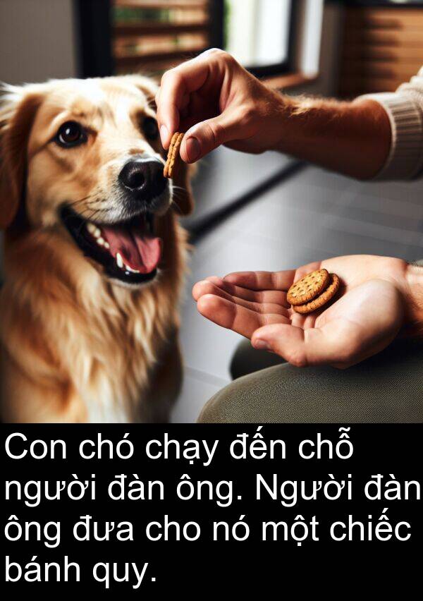 đàn: Con chó chạy đến chỗ người đàn ông. Người đàn ông đưa cho nó một chiếc bánh quy.