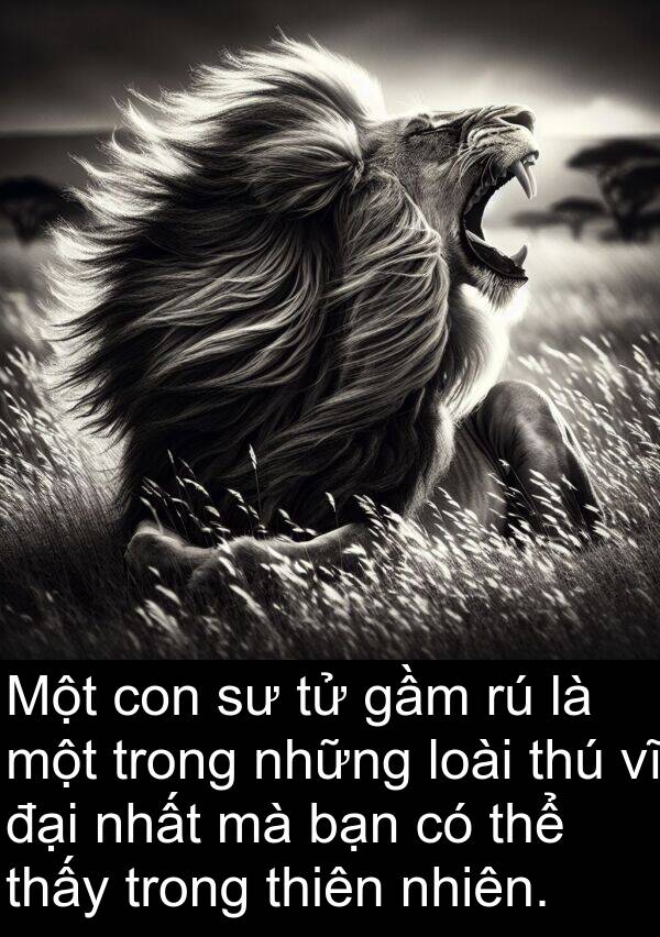 gầm: Một con sư tử gầm rú là một trong những loài thú vĩ đại nhất mà bạn có thể thấy trong thiên nhiên.
