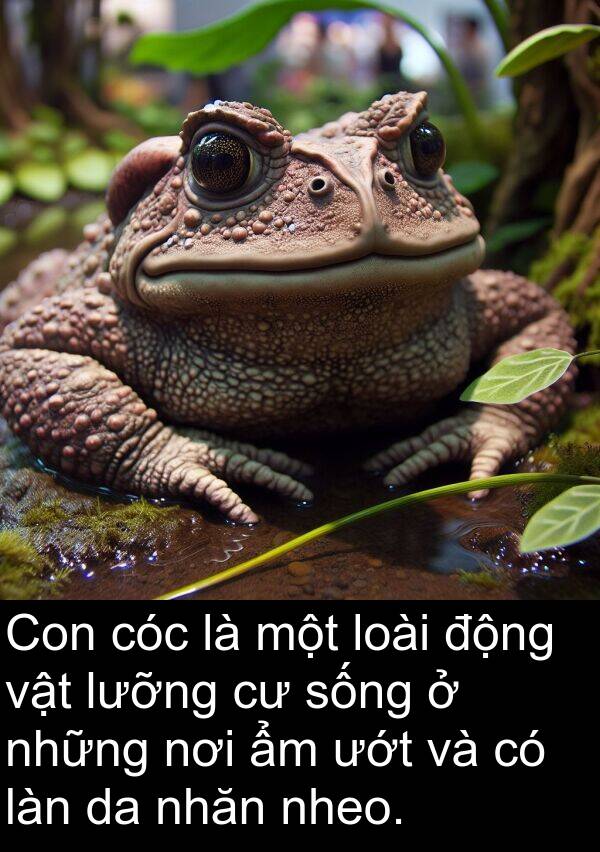 lưỡng: Con cóc là một loài động vật lưỡng cư sống ở những nơi ẩm ướt và có làn da nhăn nheo.