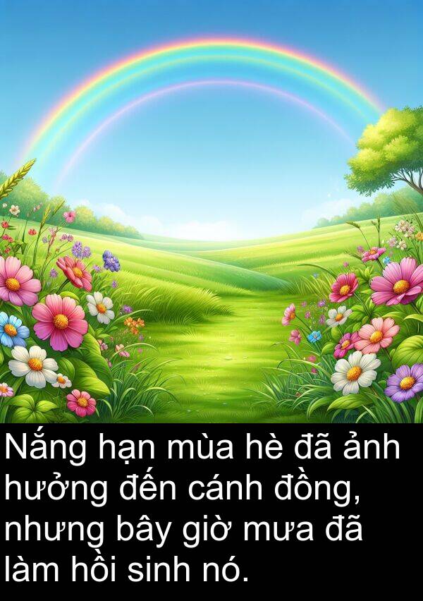 giờ: Nắng hạn mùa hè đã ảnh hưởng đến cánh đồng, nhưng bây giờ mưa đã làm hồi sinh nó.