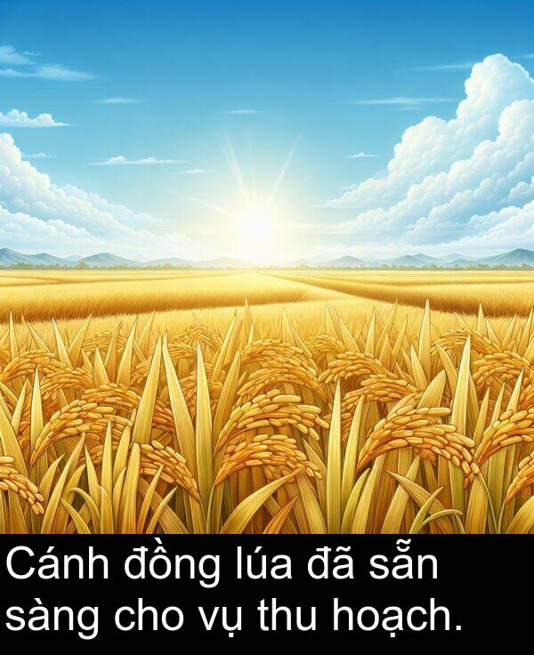 cho: Cánh đồng lúa đã sẵn sàng cho vụ thu hoạch.