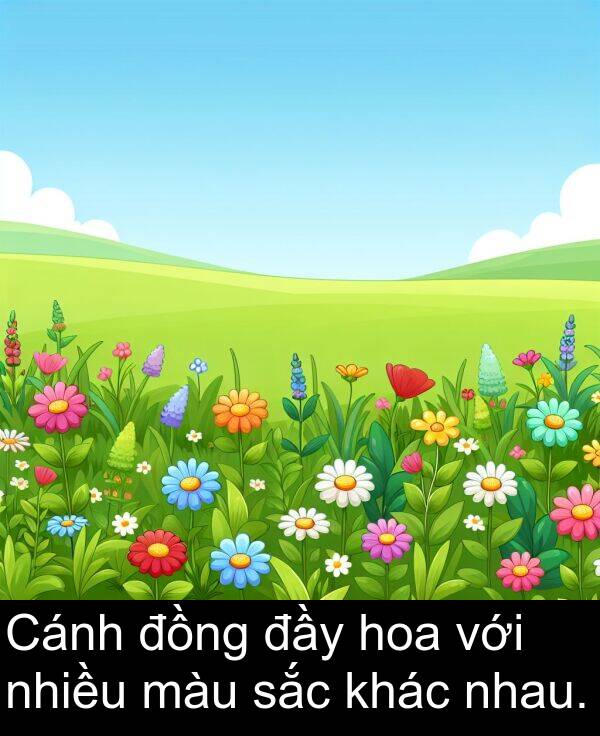 đầy: Cánh đồng đầy hoa với nhiều màu sắc khác nhau.