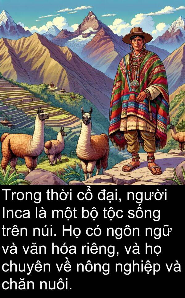chăn: Trong thời cổ đại, người Inca là một bộ tộc sống trên núi. Họ có ngôn ngữ và văn hóa riêng, và họ chuyên về nông nghiệp và chăn nuôi.