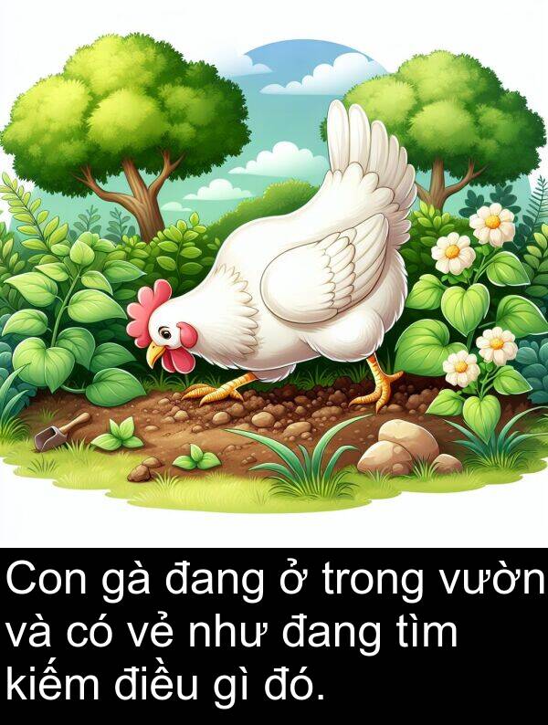đó: Con gà đang ở trong vườn và có vẻ như đang tìm kiếm điều gì đó.