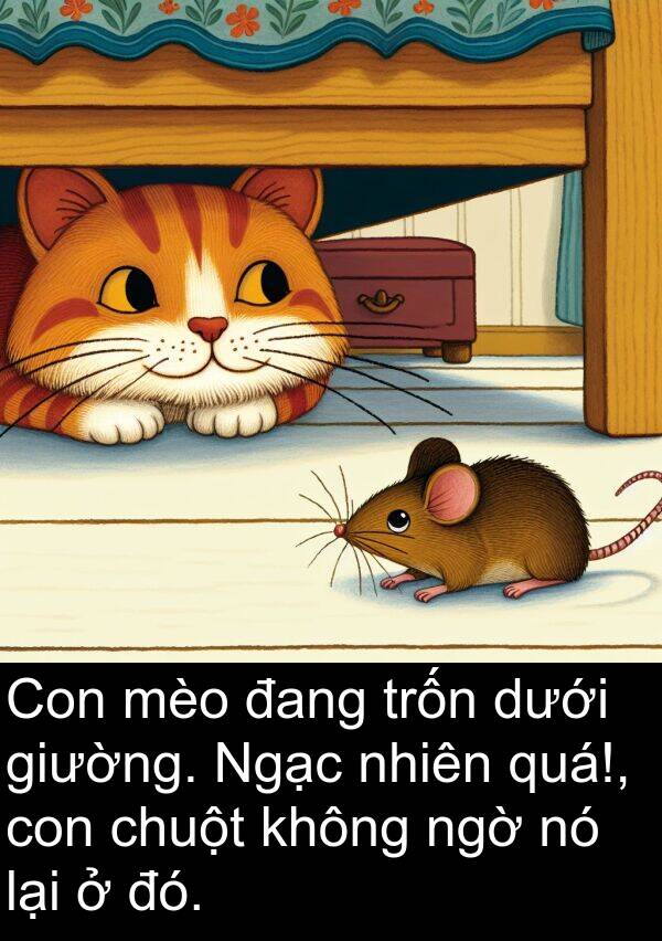 chuột: Con mèo đang trốn dưới giường. Ngạc nhiên quá!, con chuột không ngờ nó lại ở đó.