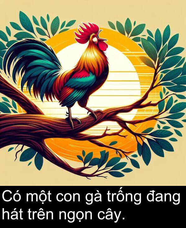 đang: Có một con gà trống đang hát trên ngọn cây.