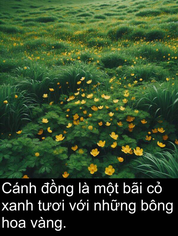 bông: Cánh đồng là một bãi cỏ xanh tươi với những bông hoa vàng.
