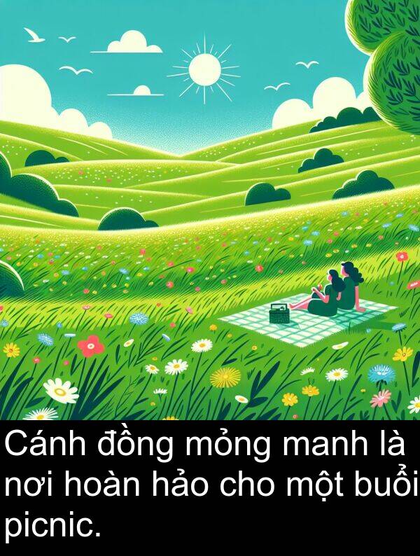 buổi: Cánh đồng mỏng manh là nơi hoàn hảo cho một buổi picnic.