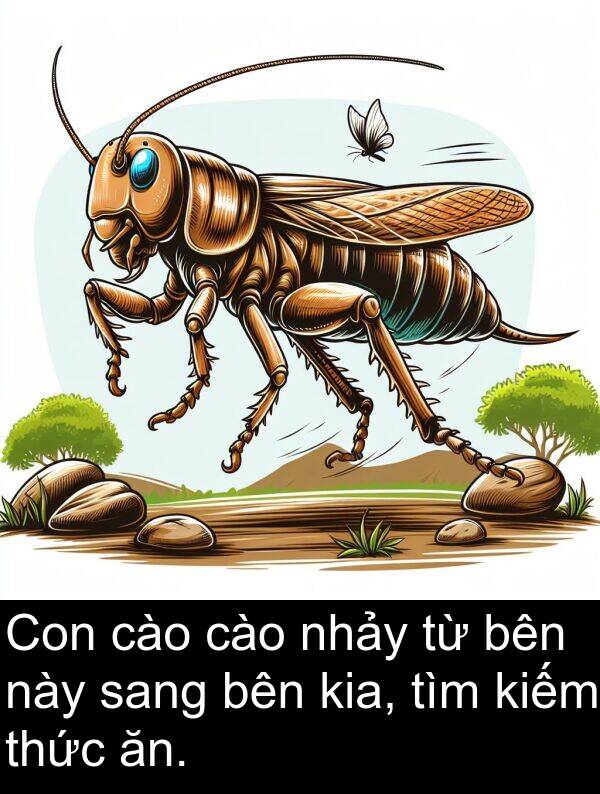 sang: Con cào cào nhảy từ bên này sang bên kia, tìm kiếm thức ăn.