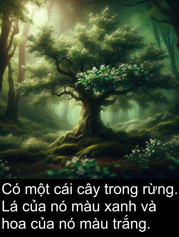 rừng: Có một cái cây trong rừng. Lá của nó màu xanh và hoa của nó màu trắng.