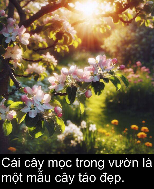 đẹp: Cái cây mọc trong vườn là một mẫu cây táo đẹp.