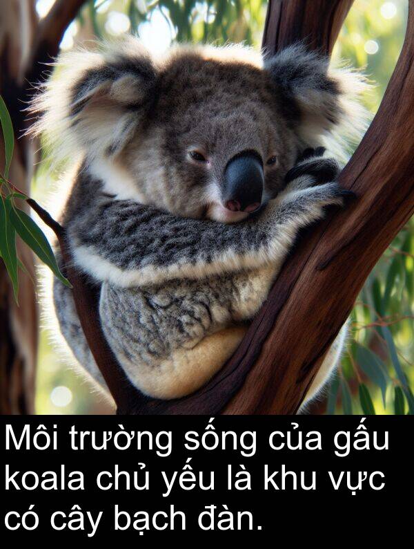 đàn: Môi trường sống của gấu koala chủ yếu là khu vực có cây bạch đàn.