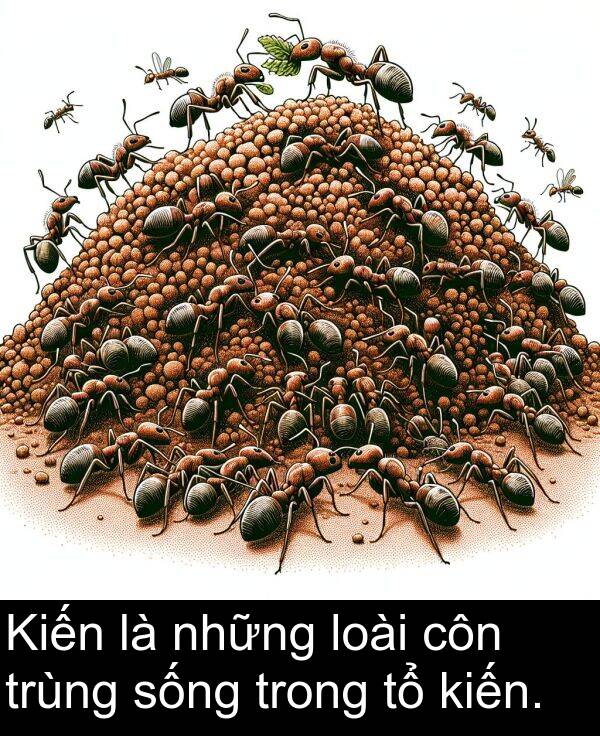 sống: Kiến là những loài côn trùng sống trong tổ kiến.