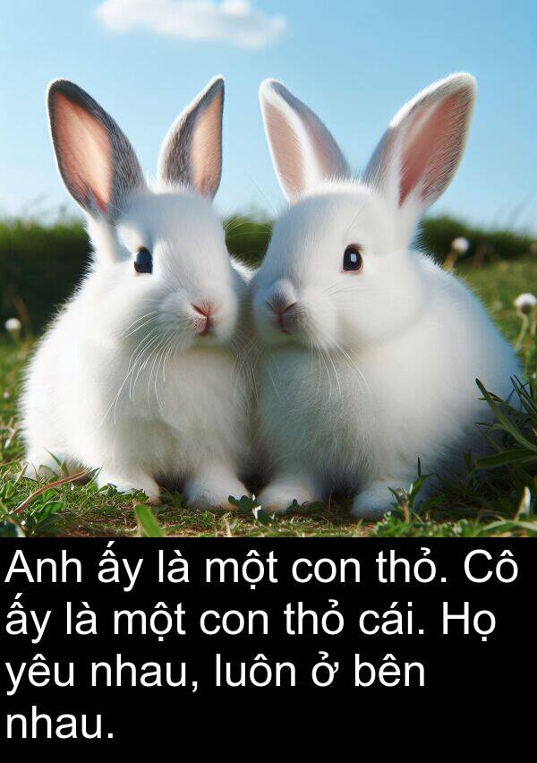 thỏ: Anh ấy là một con thỏ. Cô ấy là một con thỏ cái. Họ yêu nhau, luôn ở bên nhau.