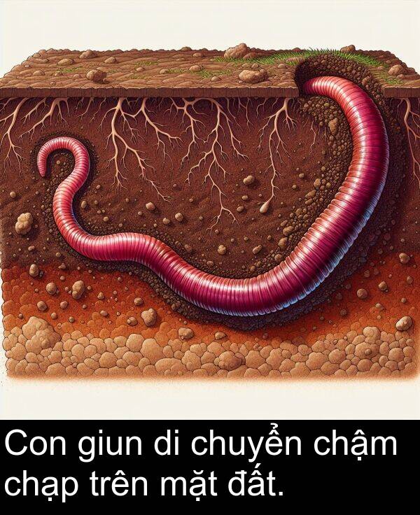 đất: Con giun di chuyển chậm chạp trên mặt đất.