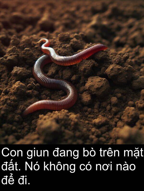 đất: Con giun đang bò trên mặt đất. Nó không có nơi nào để đi.