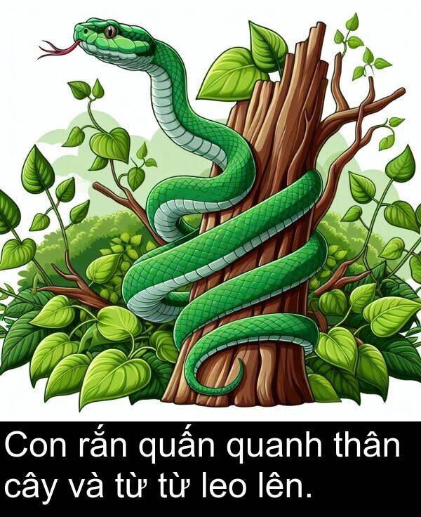 quấn: Con rắn quấn quanh thân cây và từ từ leo lên.