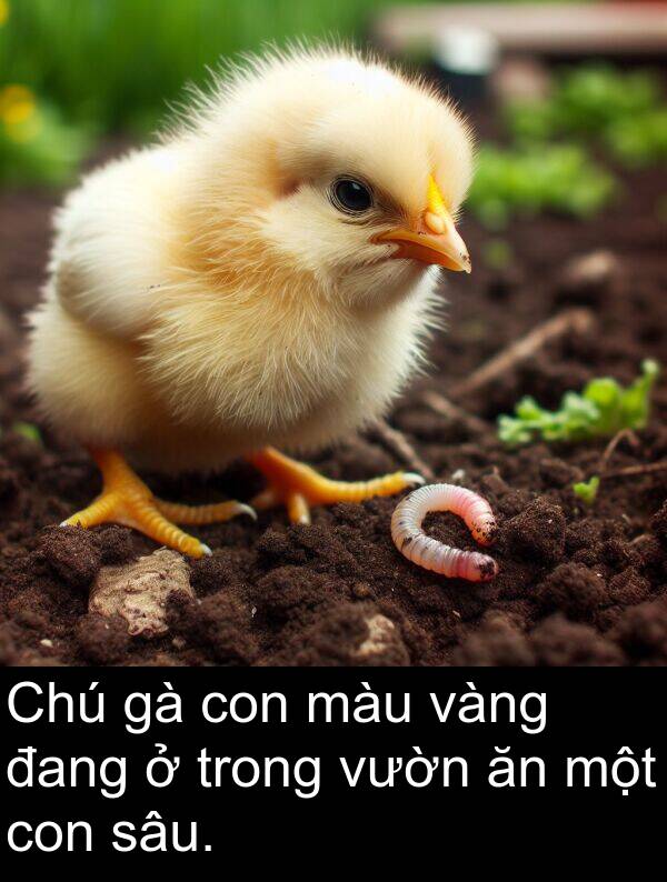 đang: Chú gà con màu vàng đang ở trong vườn ăn một con sâu.