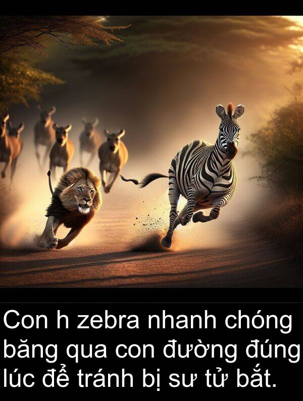 đúng: Con h zebra nhanh chóng băng qua con đường đúng lúc để tránh bị sư tử bắt.