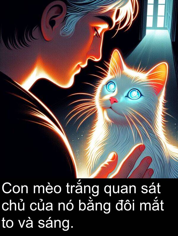 đôi: Con mèo trắng quan sát chủ của nó bằng đôi mắt to và sáng.